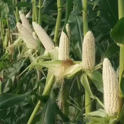 High-Quality-Hybrid-F1-White-Sweet-Fruit-Corn-Seeds-for-Planting